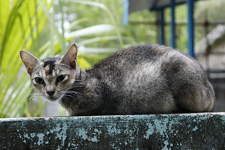 Black and Brown Cat on Teal Concrete Wall thumbnail