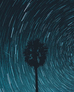 Silhouette of Tree With Spiral Lights thumbnail