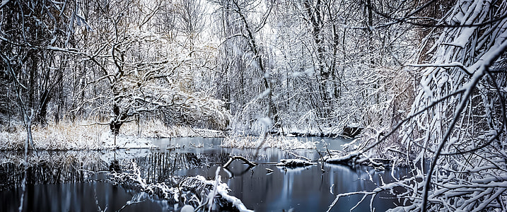 body of water surrounded of trees thumbnail