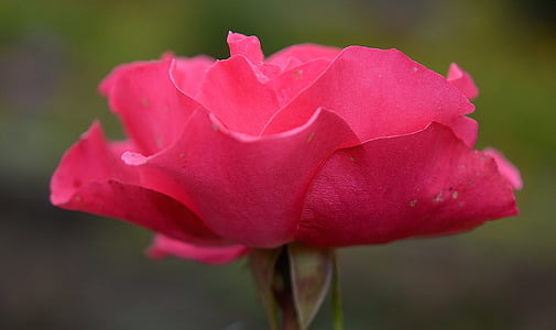 selective focus of red petaled flower thumbnail