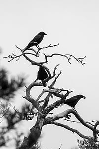 crows on bare tree thumbnail
