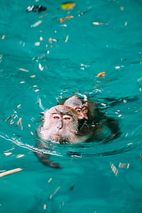 two Japanese monkeys swimming in the water thumbnail