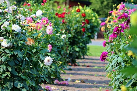 assorted-color of flowers in bloom thumbnail