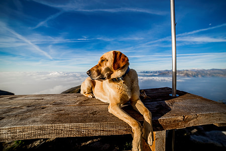 adult yellow Labrador retriever on focus phoot thumbnail
