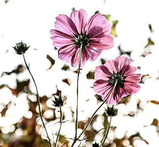 purple petaled flowers thumbnail
