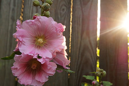 blooming pink flowers thumbnail