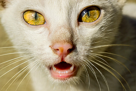 closeup photo of short-furred white cat thumbnail