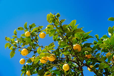 low angle photography of round yellow fruits under blue sky thumbnail