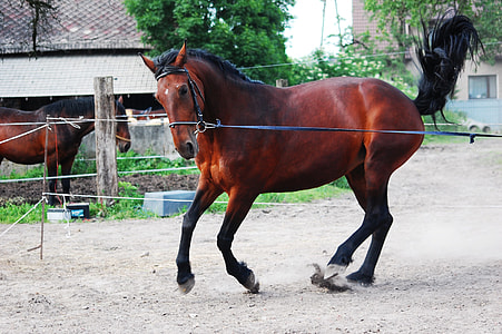 brown horse thumbnail