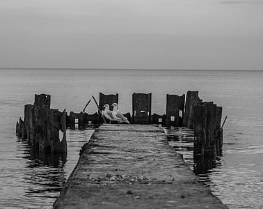 two birds on dock thumbnail