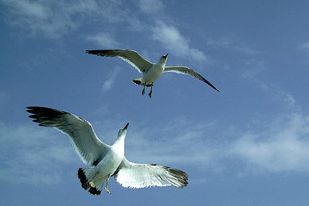 two white-and-black birds flying during daytime thumbnail