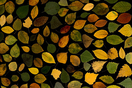 multi-colored leaf photo thumbnail