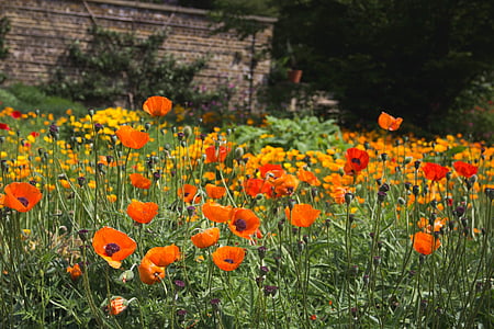 flower garden thumbnail
