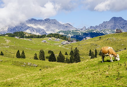 brown and white cow thumbnail
