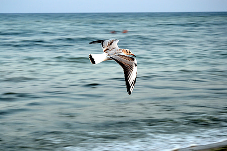 black and white bird above body of water thumbnail