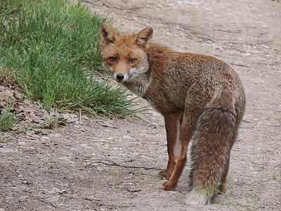 photo of fox near green grass thumbnail