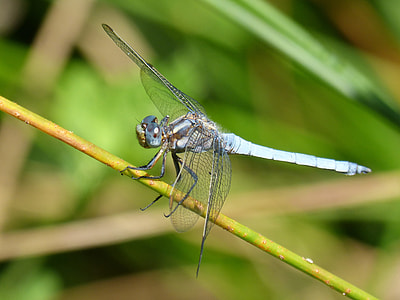 Blue Dragonfly, Branch thumbnail
