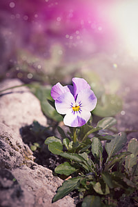 shallow focus photography of purple and pink pansy thumbnail