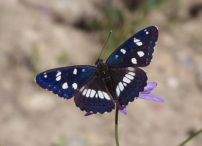 selective focus photo of black and white butterfly perched on purple petaled flower thumbnail