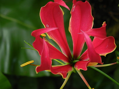 red and yellow glory lily in close-up photography thumbnail