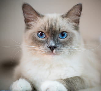 shallow focus photo of Siamese car thumbnail