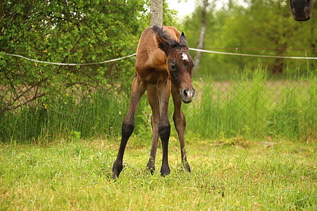 brown horse during daytime thumbnail