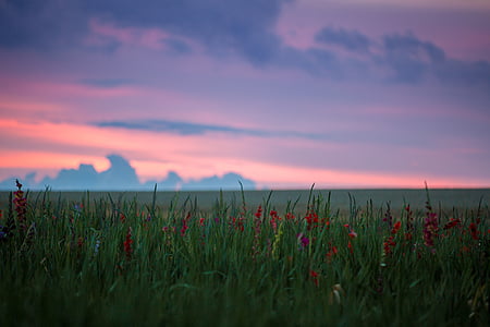 photo of bed of flowers thumbnail