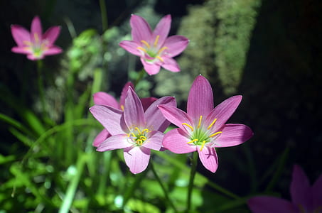 nature, flowers, petals, plant thumbnail