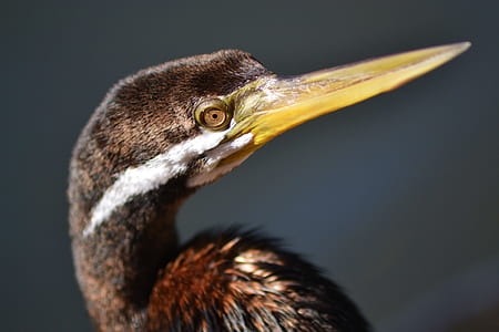 wildlife photography of brown bird thumbnail