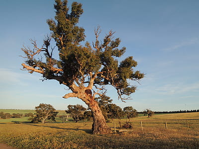 green leafed tree on green grass field thumbnail