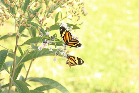 butterflies pollinating flowers thumbnail
