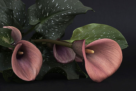pink Calla Lily flower at daytime thumbnail
