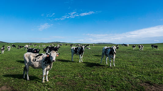 cows on green grass field during daytime thumbnail