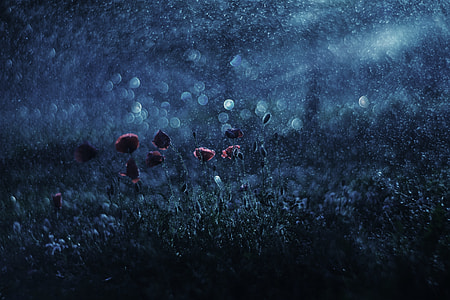 flower field photo thumbnail