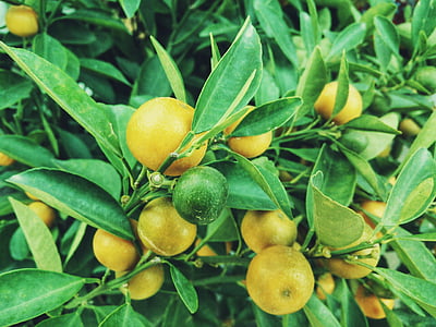 lemon fruits thumbnail