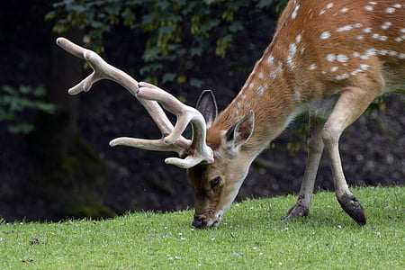 brown reindeer during daytime thumbnail