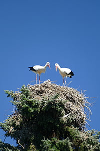 low angle photography of two white storks perching on nest thumbnail