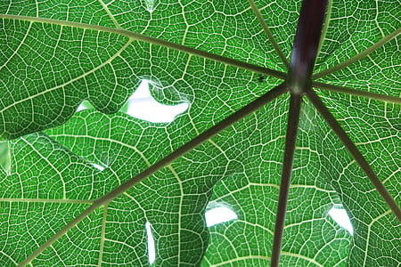 Structure of papaya leaves thumbnail