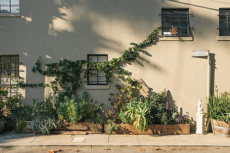 green plants beside building thumbnail