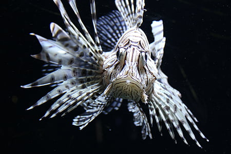 beige lion fish thumbnail