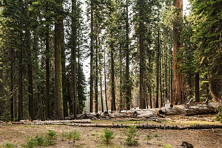 landscape, nature, forest, trees thumbnail