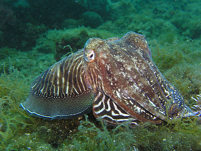 underwater creature thumbnail