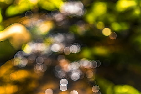 bokeh photography of plant thumbnail