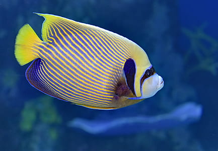 yellow and blue fish swimming in water thumbnail