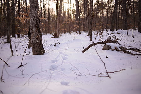wood branches on snowfiled thumbnail