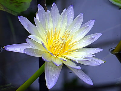 petals, plant, dew, wet thumbnail