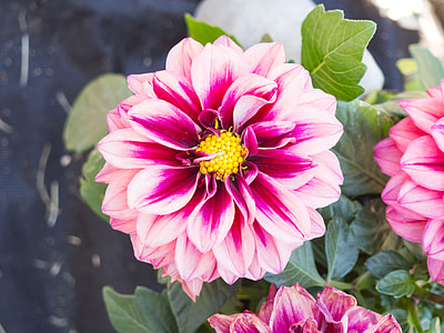 pink petaled flower thumbnail