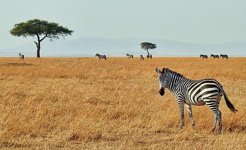 zebra standing on grass field during day thumbnail