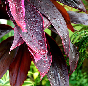 After The Rain, Leaves thumbnail