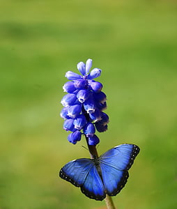 macro photo of blue morpho butterfly perched on blue flower thumbnail